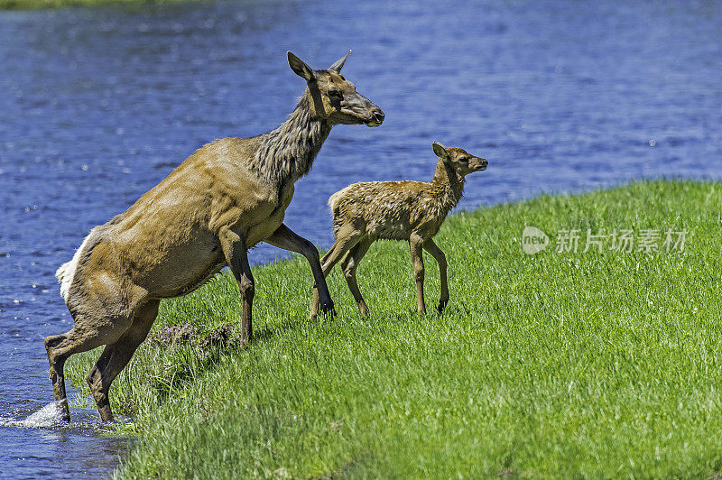 麋鹿(Cervus canadensis)是麋鹿科或鹿科最大的物种之一。黄石国家公园，怀俄明州。麋鹿妈妈和小鹿渡过麦迪逊河，看着小鹿安然无恙。